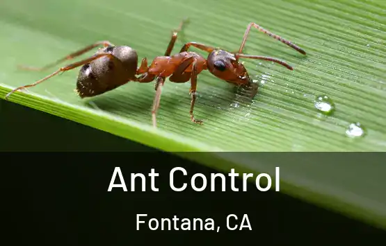  Ant Control Fontana, CA