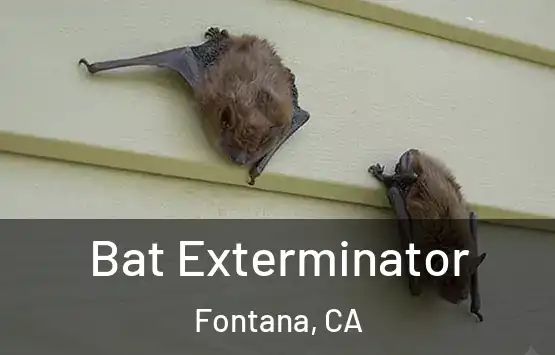  Bat Exterminator Fontana, CA