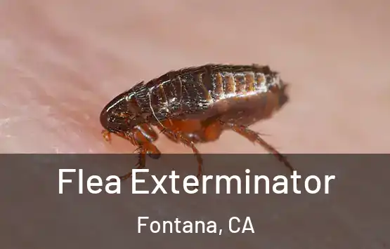  Flea Exterminator Fontana, CA