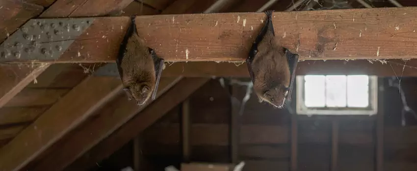 bat-exterminator in Fontana, CA
