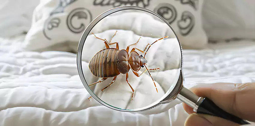 bed-bug-pest-control in Fontana, CA
