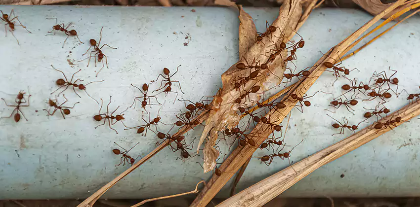 Fire Ant Extermination in Yards, Parks, and Outdoor Spaces Fontana, CA