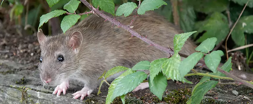 mouse-control in Fontana, CA
