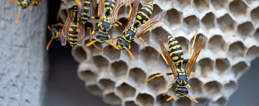 wasp-pest-control in Fontana, CA