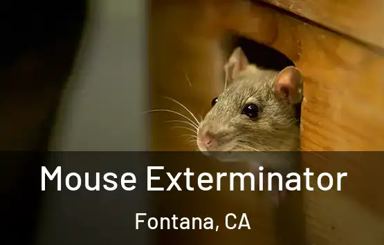  Mouse Exterminator Fontana, CA