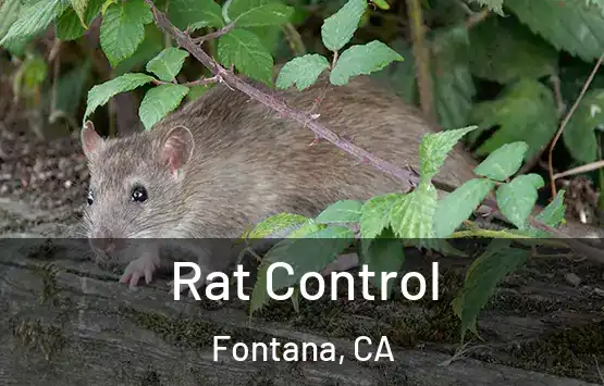  Rat Control Fontana, CA