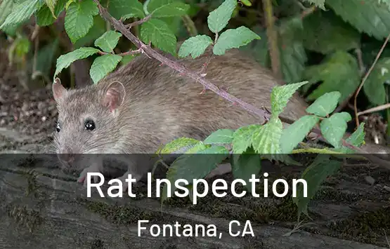  Rat Inspection Fontana, CA