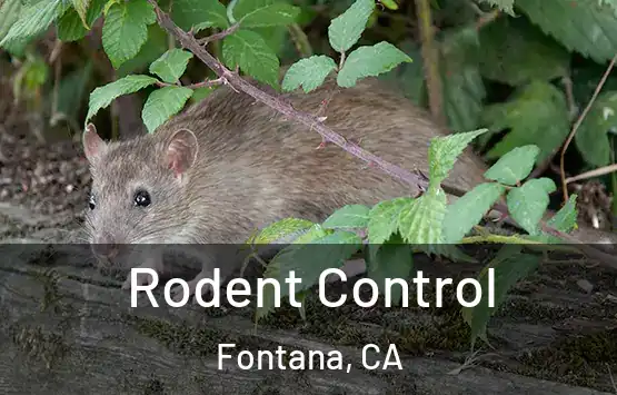  Rodent Control Fontana, CA