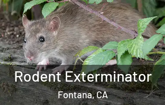  Rodent Exterminator Fontana, CA