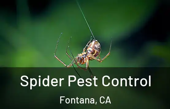 Spider Pest Control Fontana, CA