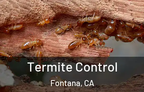  Termite Control Fontana, CA