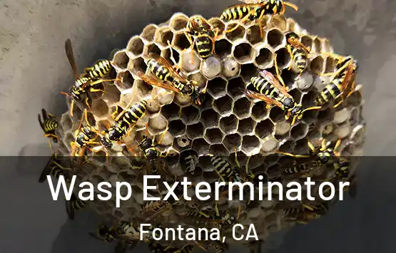 Wasp Exterminator Fontana, CA