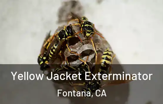  Yellow Jacket Exterminator Fontana, CA